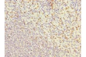 Immunohistochemistry of paraffin-embedded human spleen tissue using ABIN7154392 at dilution of 1:100 (Grancalcin anticorps  (AA 1-217))