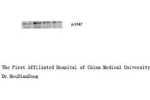 Western Blot (WB) analysis: Please contact us for more details.