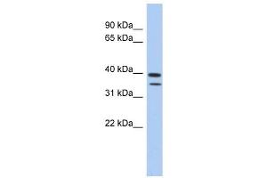 C4ORF23 antibody used at 1 ug/ml to detect target protein.