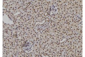 ABIN6276909 at 1/100 staining Mouse kidney tissue by IHC-P. (POLH anticorps  (Internal Region))