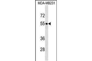 Western blot analysis in MDA-MB231 cell line lysates (35ug/lane). (FOXQ1 anticorps  (AA 263-292))