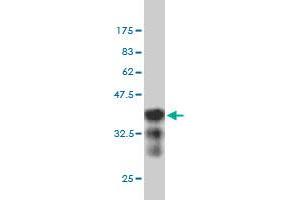 Western Blot detection against Immunogen (36.
