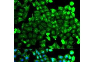 Immunofluorescence analysis of A549 cells using NCALD Polyclonal Antibody (NCALD anticorps)