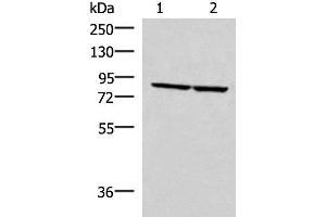 Western blot analysis of PC3 and NIH/3T3 cell lysates using ABLIM3 Polyclonal Antibody at dilution of 1:400 (ABLIM3 anticorps)