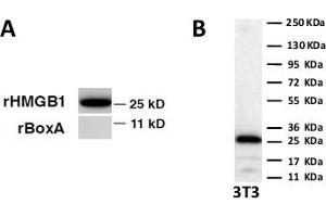 Western Blot on recombinant HM GB1 and Box A. (HMGB1 anticorps)