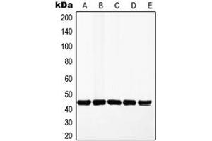 Western blot analysis of MKK1 expression in HeLa (A), A549 (B), MCF7 (C), HepG2 (D), PC12 (E) whole cell lysates. (MEK1 anticorps  (Center))