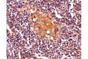 Immunohistochemistry (IHC) image for anti-AIM (C-Term) antibody (ABIN1030228) (AIM (C-Term) anticorps)