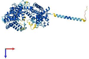 AlphaFold protein structure predicition of Mouse Recombinant Kel Protein, UniprotID Q9EQF2