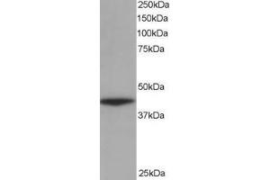 Image no. 2 for anti-Alpha Centractin (ACTR1A) (AA 363-375) antibody (ABIN294628) (ACTR1A anticorps  (AA 363-375))