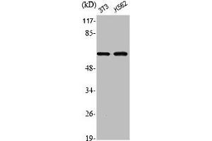 Western Blot analysis of NIH-3T3 K562 cells using Phospho-Akt1 (S246) Polyclonal Antibody (AKT1 anticorps  (pSer246))