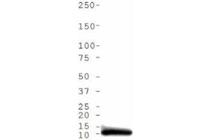 Western Blot of Rabbit Anti-Histone H4 [ac Lys5] Antibody.