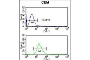 ITGB3 Antibody (C-term) (ABIN652616 and ABIN2842411) flow cytometric analysis of CEM cells (bottom histogram) compared to a negative control cell (top histogram). (Integrin beta 3 anticorps  (C-Term))