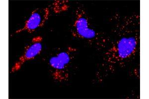 Proximity Ligation Analysis of protein-protein interactions between AKT1 and MAPKAPK2.