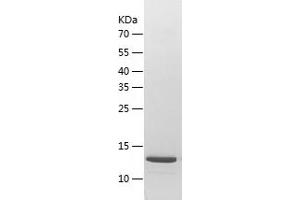 Western Blotting (WB) image for Intraflagellar Transport 20 Homolog (IFT20) (AA 1-132) protein (His-IF2DI Tag) (ABIN7123632)