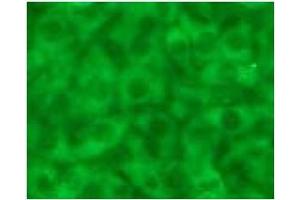 Immunofluorescence (IF) image for anti-Caspase 12 (Gene/pseudogene) (CASP12) (AA 95-318), (N-Term) antibody (ABIN567796) (Caspase 12 anticorps  (N-Term))