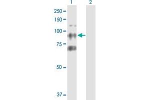 Western Blot analysis of CTAGE6 expression in transfected 293T cell line by CTAGE6 MaxPab polyclonal antibody. (CTAGE6 anticorps  (AA 1-732))