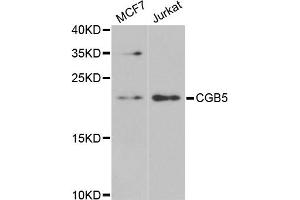 Western blot analysis of extracts of various cell lines, using CGB5 antibody (ABIN5973880) at 1/1000 dilution. (CGB5 anticorps)