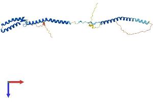 AlphaFold protein structure predicition of Mouse Recombinant Nsl1 Protein, UniprotID Q8K305