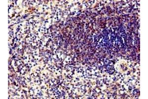 Immunohistochemistry of paraffin-embedded human spleen tissue using ABIN7169292 at dilution of 1:100