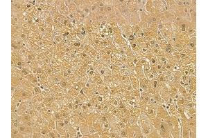 RPL8 Mouse Monoclonal Antibody at 1/100 staining human normal liver tissue by IHC-P. (RPL8 anticorps)