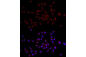 Immunofluorescence analysis of NIH/3T3 cells using GM130 Rabbit pAb (ABIN6129789, ABIN6141264, ABIN6141265 and ABIN6220979) at dilution of 1:100 (40x lens).