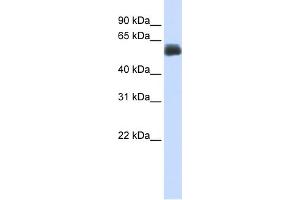 WB Suggested Anti-CEP55 Antibody Titration:  0. (CEP55 anticorps  (Middle Region))