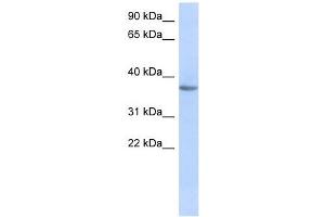 OR10X1 antibody used at 1 ug/ml to detect target protein. (OR10X1 anticorps  (Middle Region))