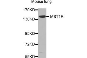 Western blot analysis of extracts of mouse lung, using MST1R antibody (ABIN5970218). (MST1R anticorps)