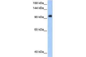 WB Suggested Anti-PPP1R13L Antibody Titration:  0.