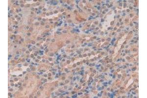 IHC-P analysis of Mouse Kidney Tissue, with DAB staining. (Peroxiredoxin 2 anticorps  (AA 6-164))