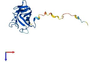 AlphaFold protein structure predicition of Human Recombinant TIFA Protein, UniprotID Q96CG3