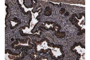 (ABIN190769) (8 μg/mL) staining of paraffin embedded Human Prostate.
