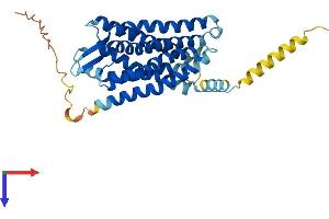G Protein-Coupled Receptor 77 (GPR77) (AA 1-344) protein (His tag)