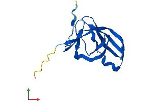 AlphaFold protein structure predicition of Human Recombinant YPEL5 Protein, UniprotID P62699