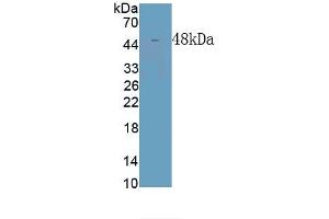 Detection of Recombinant NNE, Rat using Polyclonal Antibody to Enolase 1 (ENO1) (ENO1 anticorps  (AA 1-434))