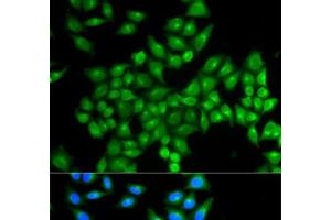Immunofluorescence analysis of MCF-7 cells using DAO Polyclonal Antibody (D Amino Acid Oxidase anticorps)