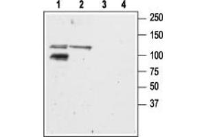 Western blot analysis of mouse (lanes 1 and 3) and rat (lanes 2 and 4) brain membranes: - 1,2. (GRIK2 anticorps  (C-Term, Intracellular))