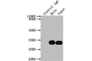 Immunoprecipitating LGALS3 in Hela whole cell lysate Lane 1: Rabbit control IgG instead of ABIN7127508 in Hela whole cell lysate. (Recombinant Galectin 3 anticorps)