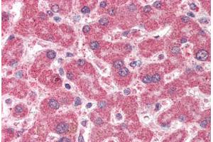 Human Liver (formalin-fixed, paraffin-embedded) stained with IFT74 antibody ABIN337022 at 5 ug/ml followed by biotinylated anti-goat IgG secondary antibody ABIN481715, alkaline phosphatase-streptavidin and chromogen. (IFT74 anticorps  (AA 588-600))