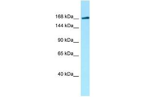 WB Suggested Anti-MAST1 Antibody Titration: 1. (MAST1 anticorps  (C-Term))