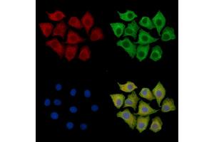 ABIN7095948 and ABIN7100010 staining HepG2 cells by IF/ICC. (MZB1 anticorps)