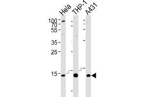 Western blot analysis of lysates from Hela, THP-1, A431 cell line (from left to right), using VP8 Antibody (N-term) 8440a. (VAMP8 anticorps  (N-Term))