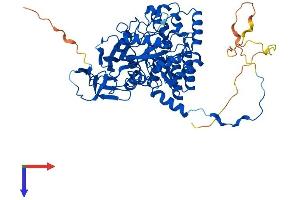 AlphaFold protein structure predicition of Mouse Recombinant Crmp1 Protein, UniprotID P97427