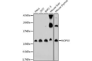 Western blot analysis of extracts of various cell lines, using NOP10 antibody (ABIN7268954) at 1:1000 dilution. (Nop10 anticorps)