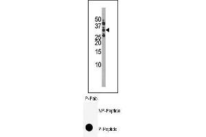 Image no. 1 for anti-Cyclin-Dependent Kinase 1 (CDK1) (pSer39) antibody (ABIN358104) (CDK1 anticorps  (pSer39))