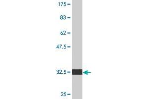 Western Blot detection against Immunogen (32.