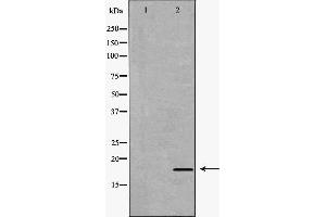Western blot analysis of extracts of hela , using IL17A antibody. (Interleukin 17a anticorps  (Internal Region))
