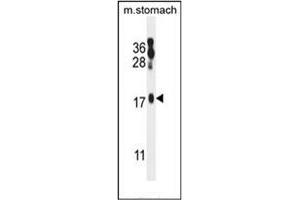 Western blot analysis of ORMDL2 Antibody (Center) in mouse stomach tissue lysates (35ug/lane). (ORMDL2 anticorps  (Middle Region))