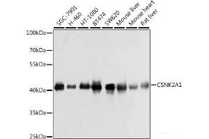 Western blot analysis of extracts of various cell lines using CSNK2A1 Polyclonal Antibody at dilution of 1:1000. (CSNK2A1/CK II alpha anticorps)