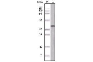 Western Blotting (WB) image for anti-Ovalbumin (OVA) antibody (ABIN1844621) (Ovalbumin anticorps)